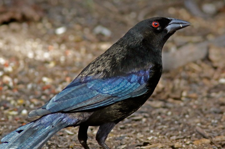 Bronzed Cowbird - ML646054162