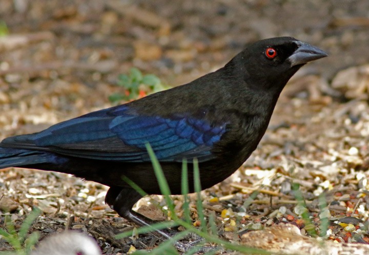 Bronzed Cowbird - ML646054163