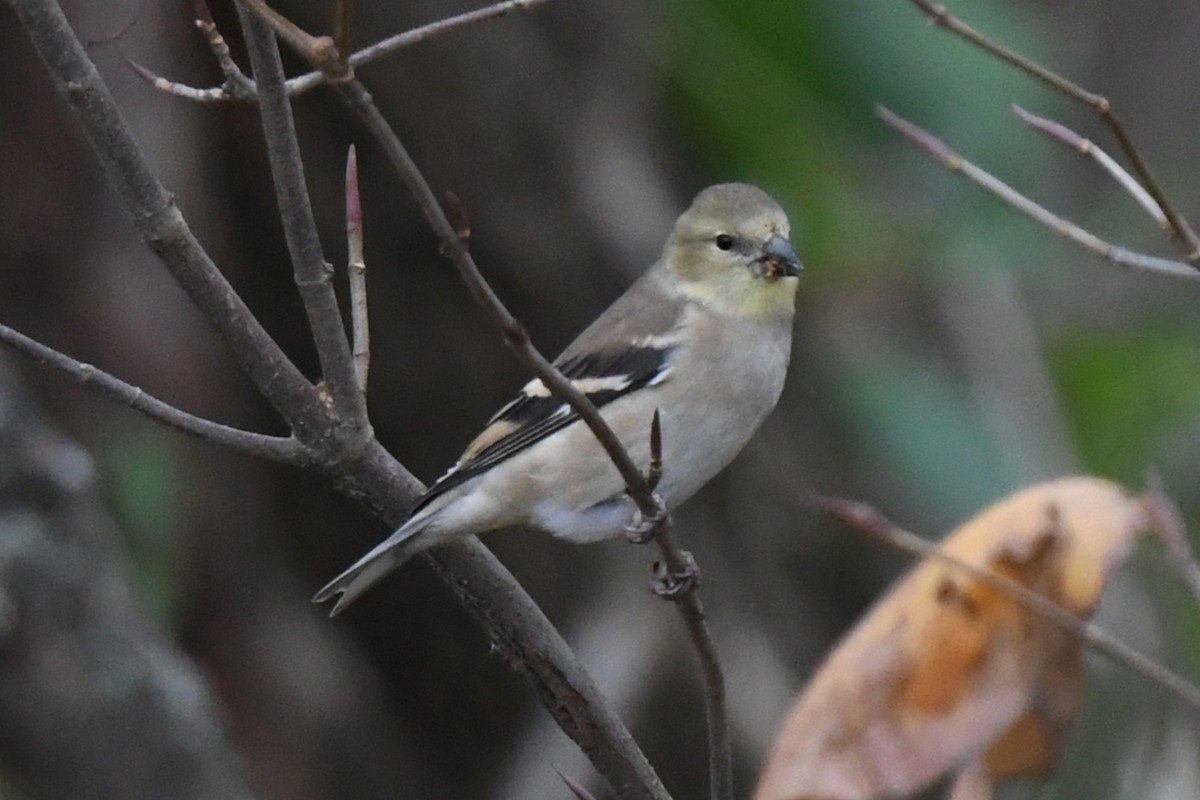 American Goldfinch - ML646054164