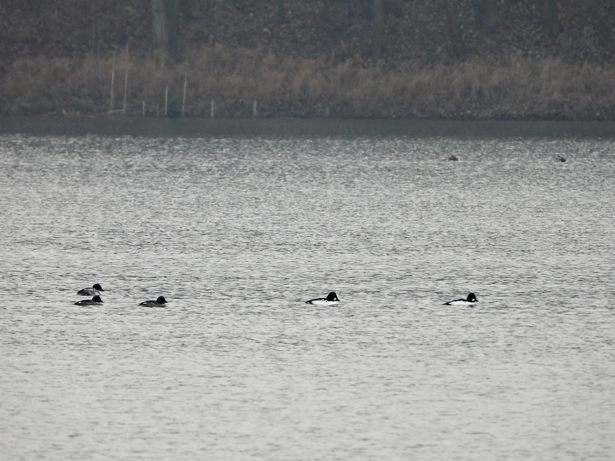 鵲鴨 - ML646054165