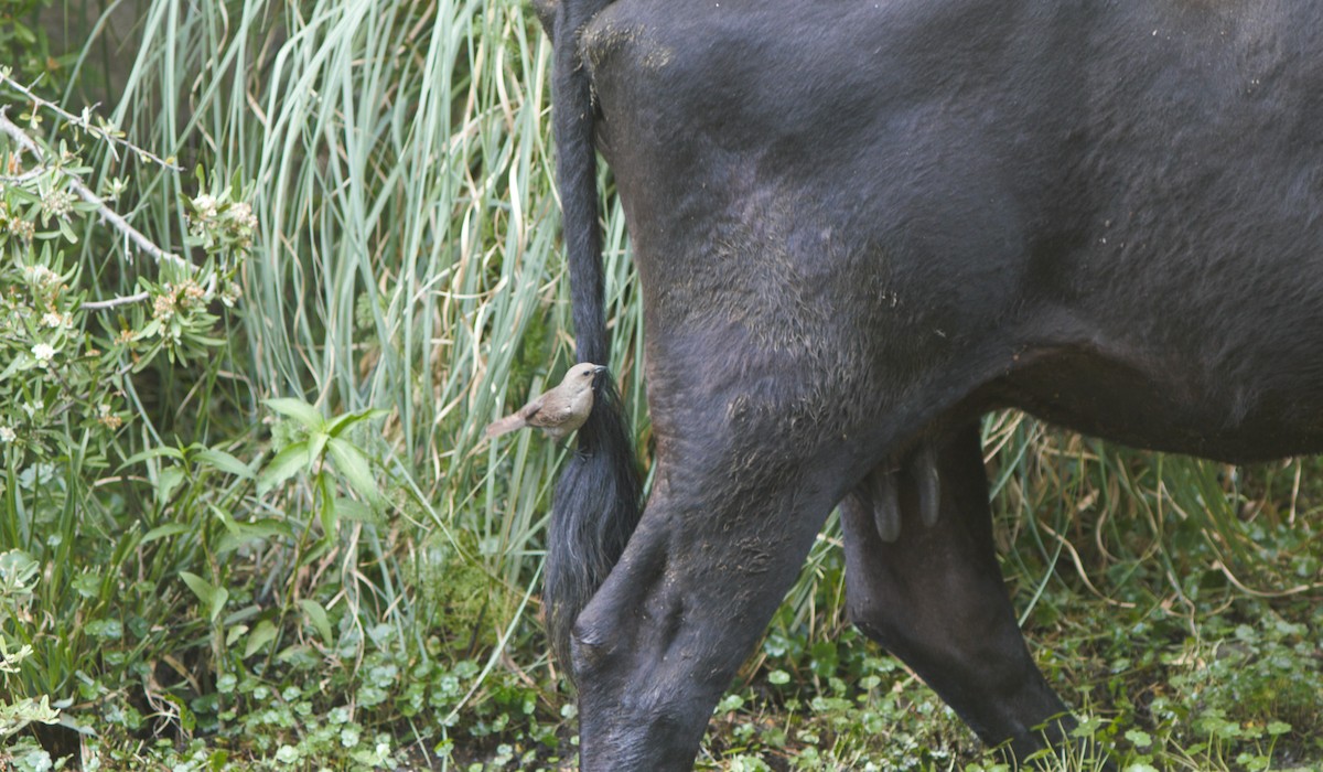 Grayish Baywing - ML646054167