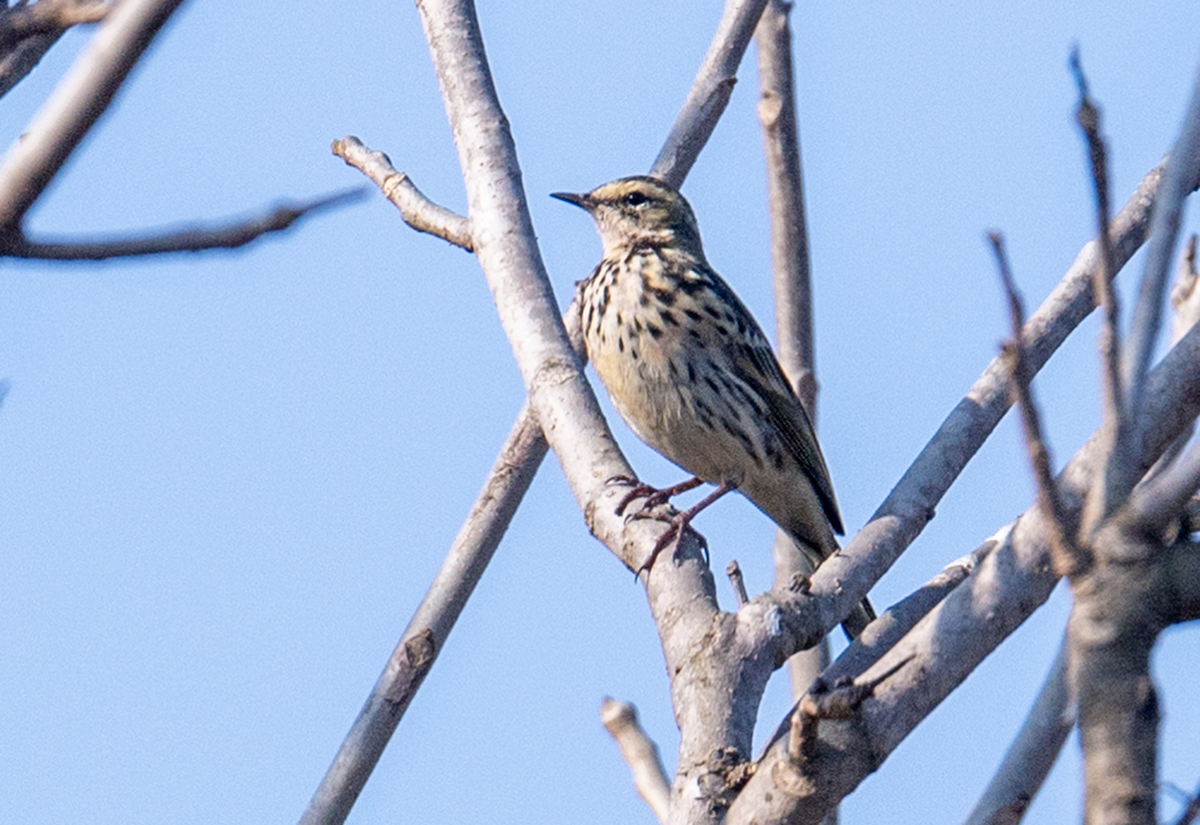 粉紅胸鷚 - ML646054170