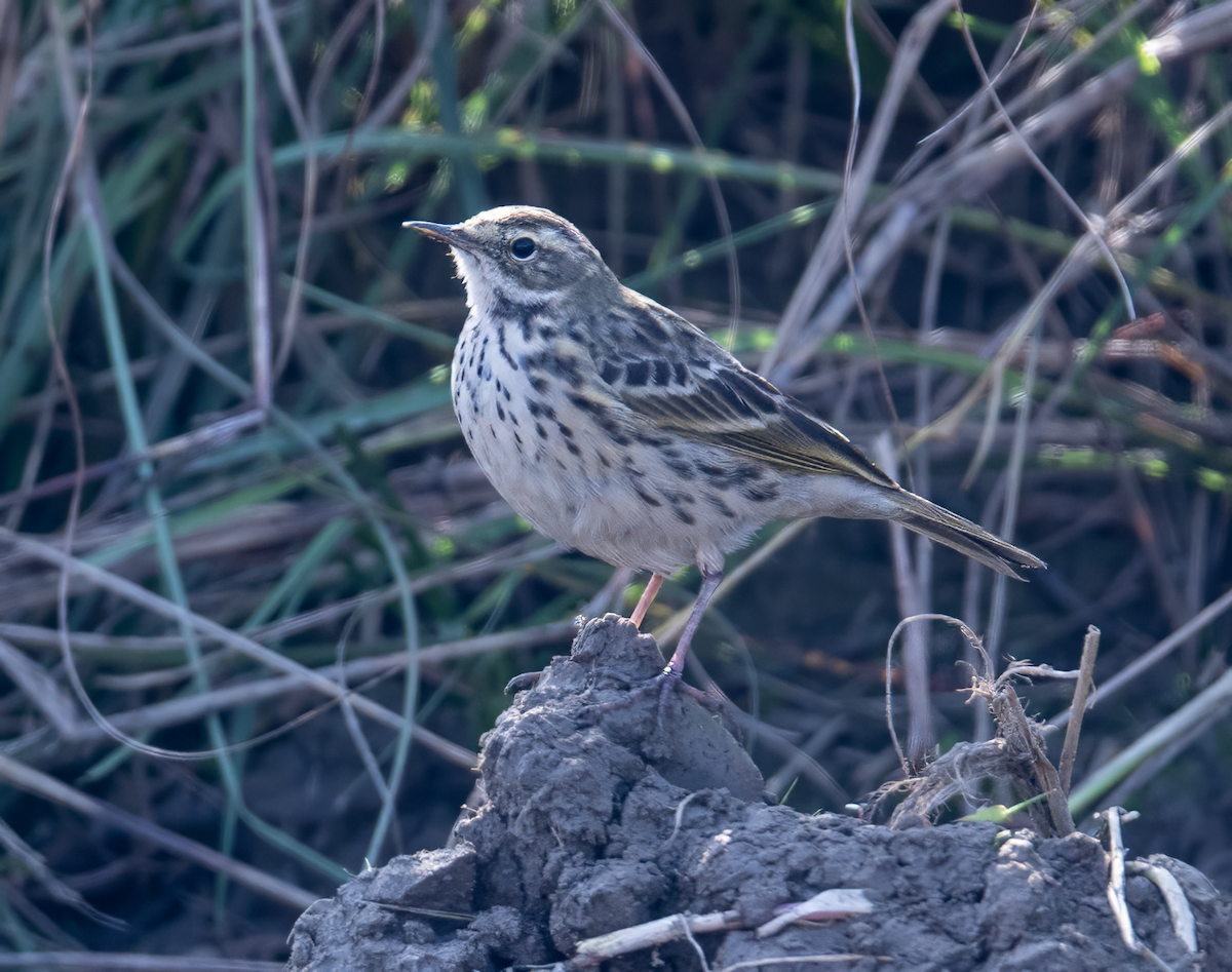 粉紅胸鷚 - ML646054171