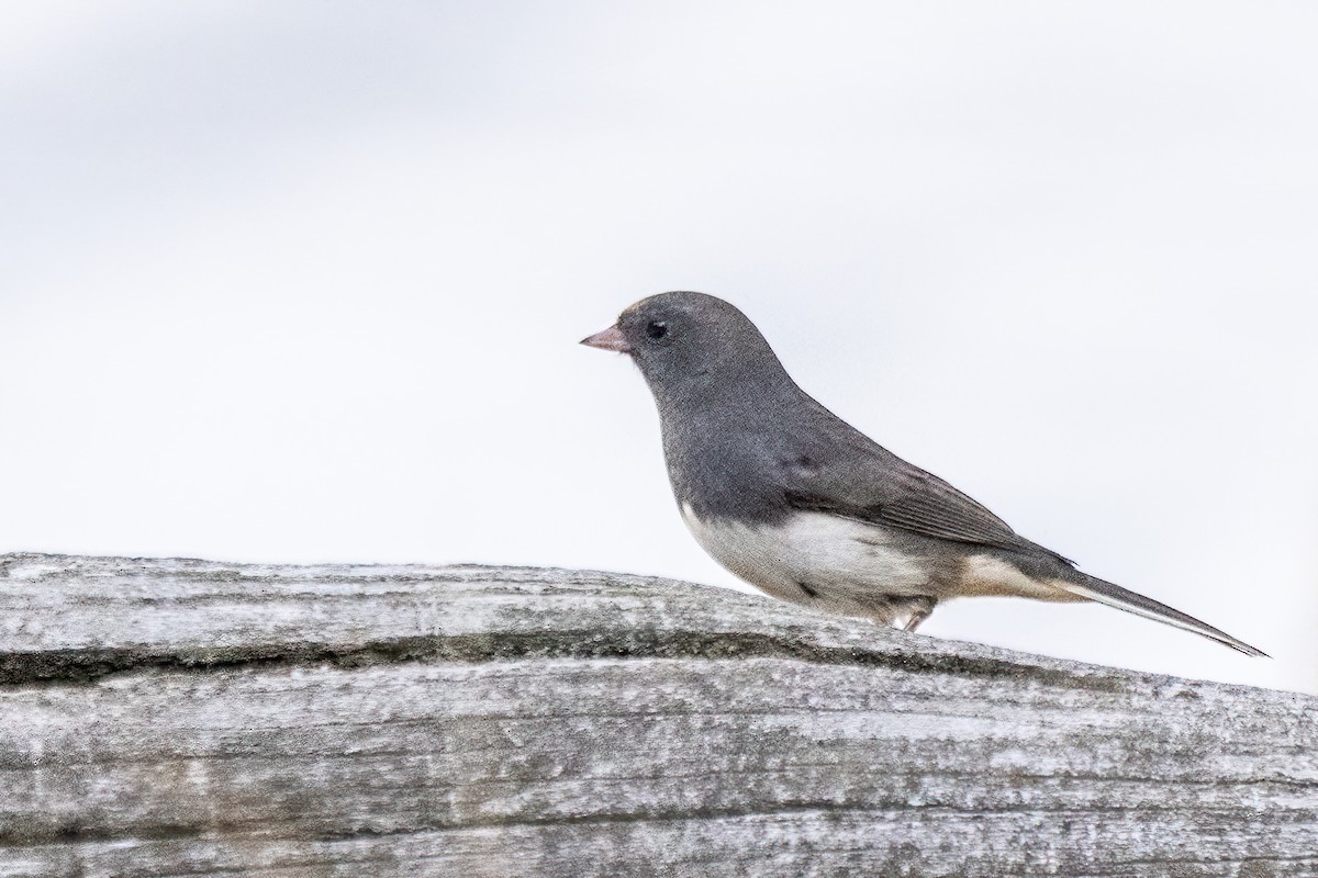 Dark-eyed Junco - ML646054173