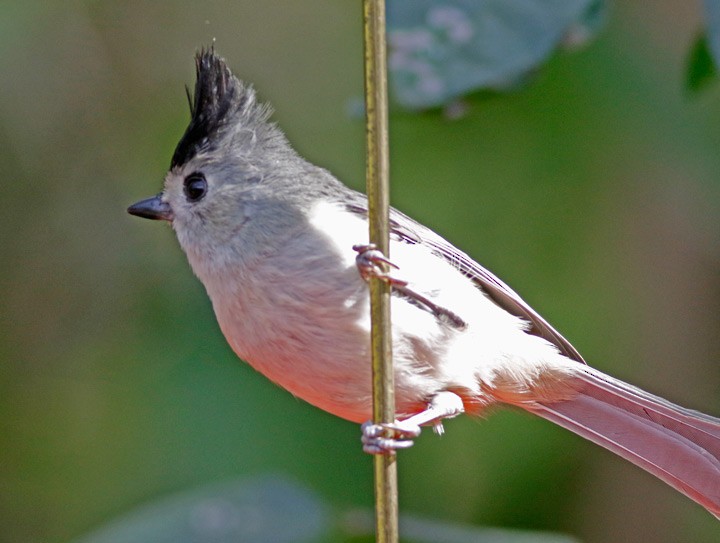 Black-crested Titmouse - ML646054186