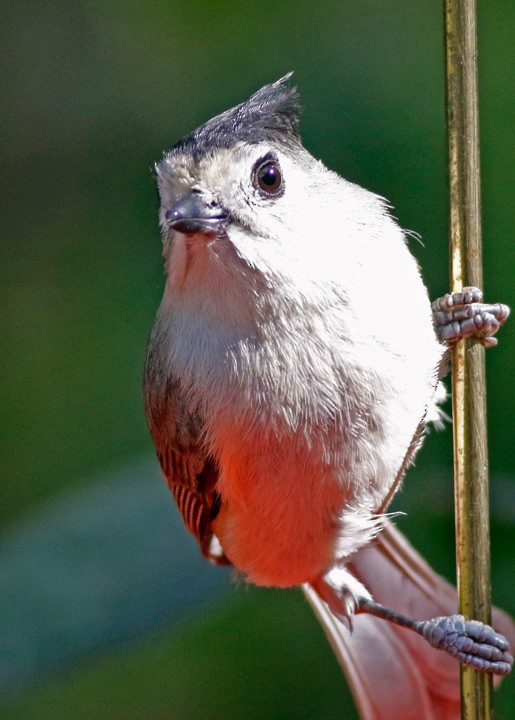 Black-crested Titmouse - ML646054187