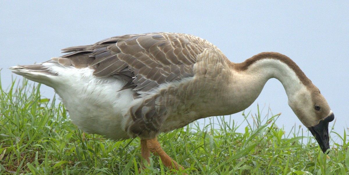 鴻雁(馴化) - ML646054188