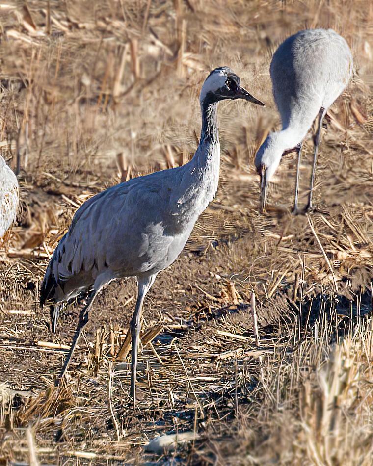 jeřáb popelavý - ML646054189
