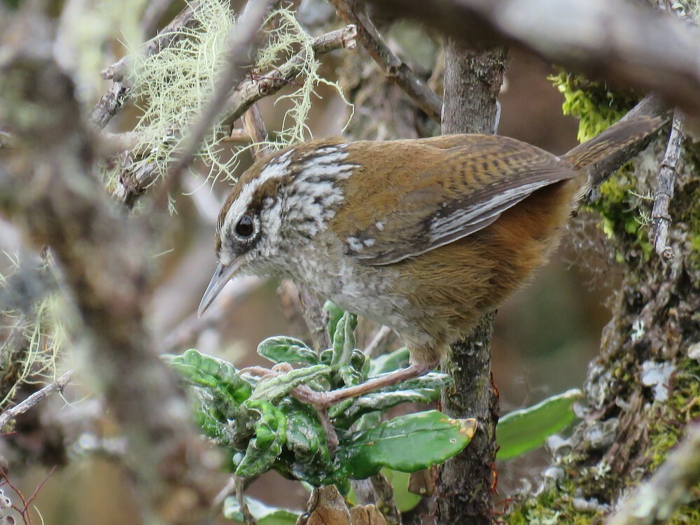 Cucarachero del Bambú - ML646054196