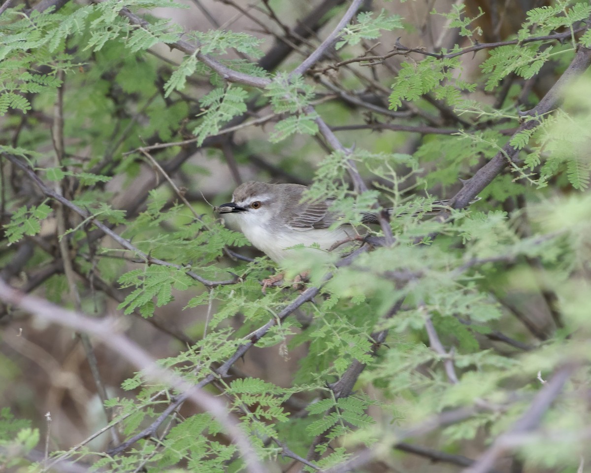 Pale Prinia - ML646054197