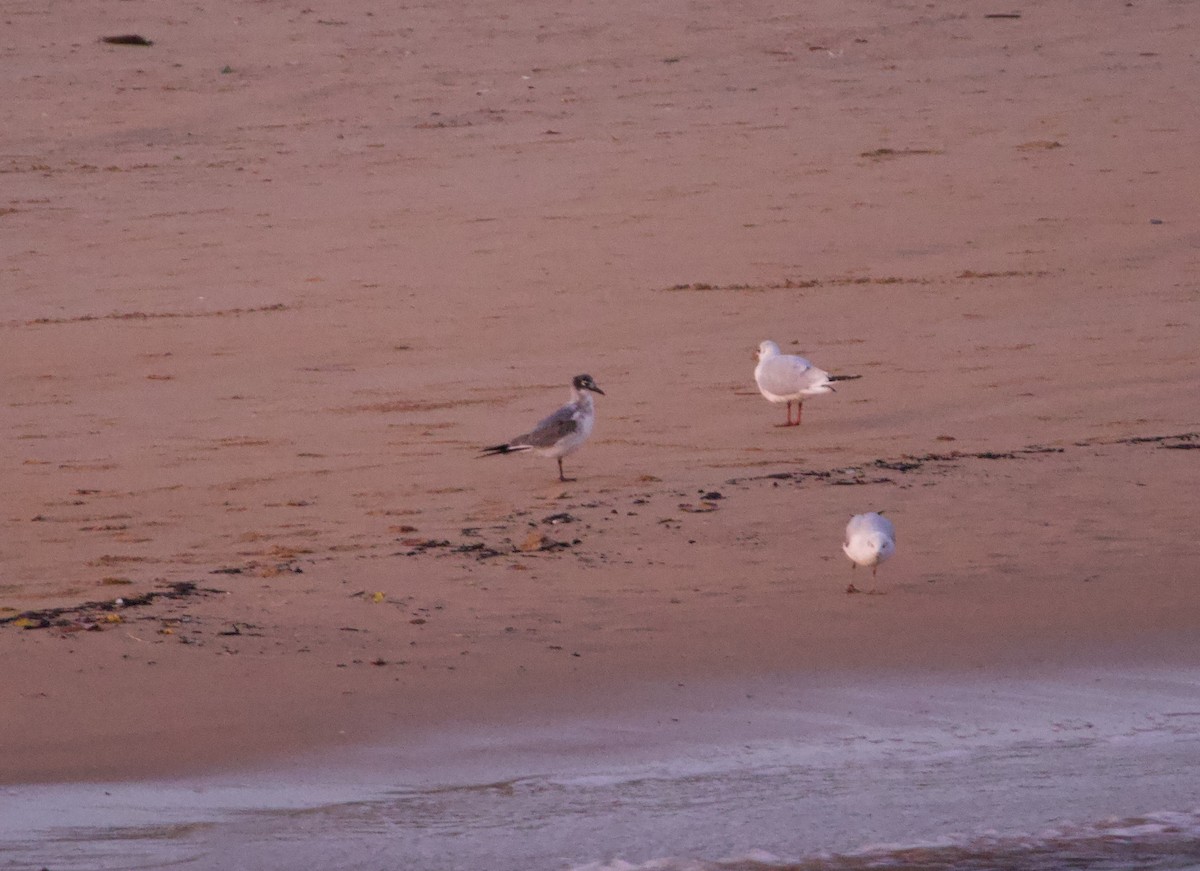 Franklin's Gull - ML646054202
