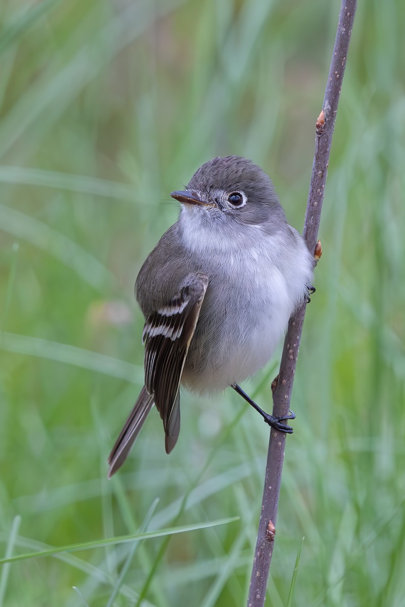 Least Flycatcher - ML646054203