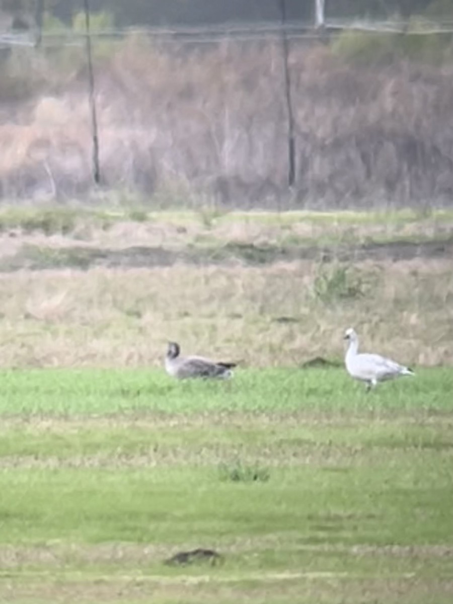 Snow Goose - ML646054205