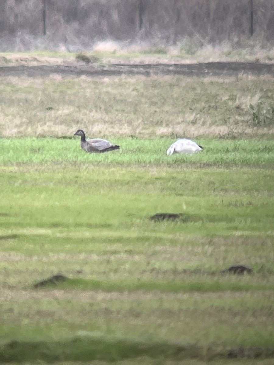 Snow Goose - ML646054206