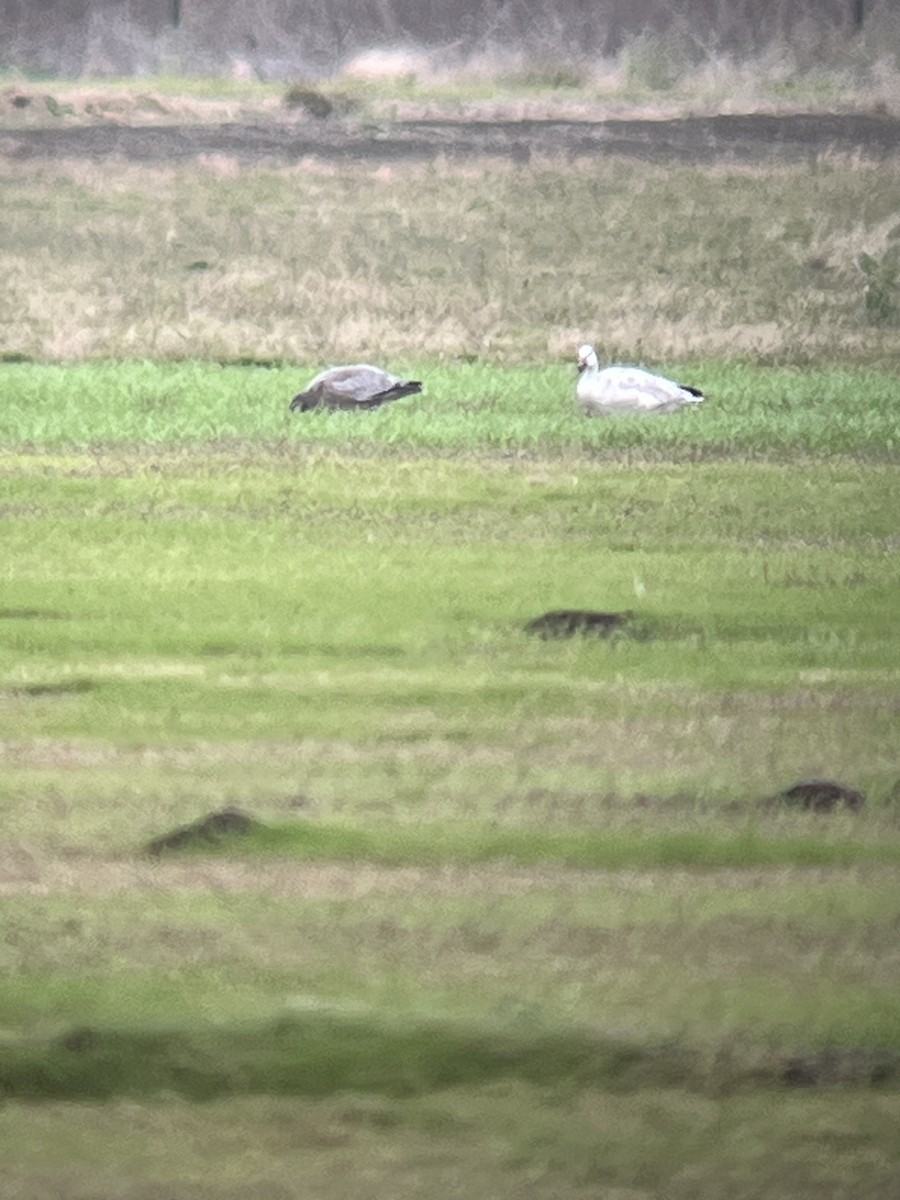 Snow Goose - ML646054207