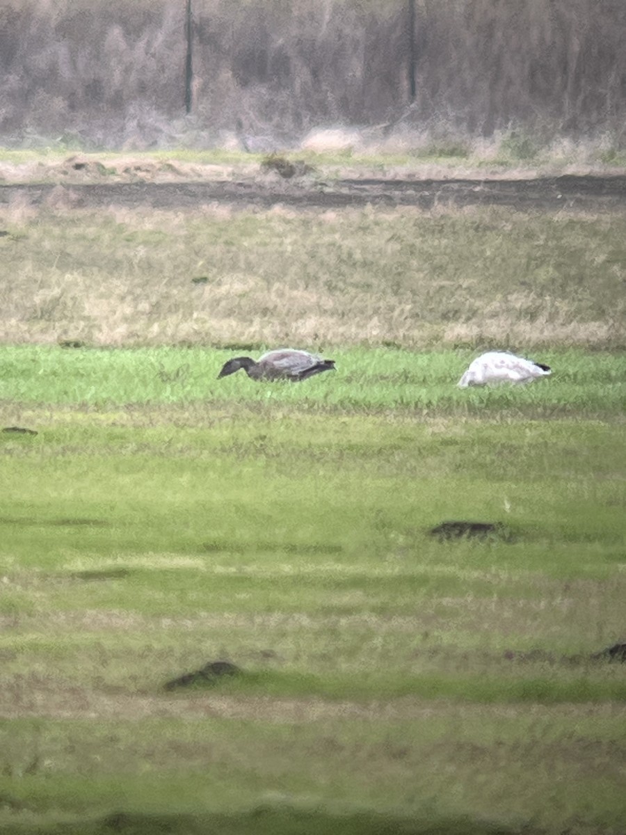 Snow Goose - ML646054208