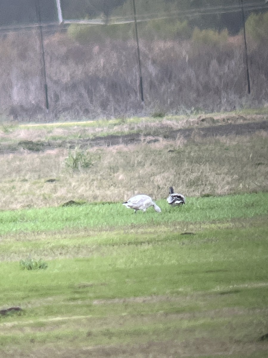 Snow Goose - ML646054209