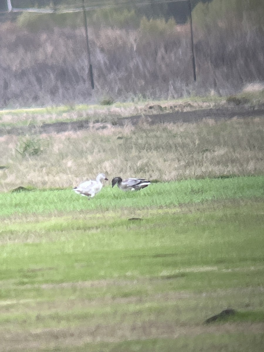 Snow Goose - ML646054210