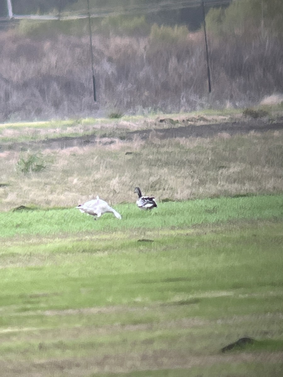 Snow Goose - ML646054211