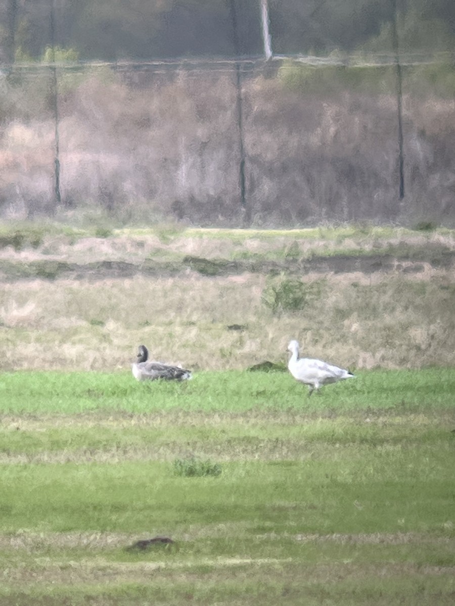 Snow Goose - ML646054212