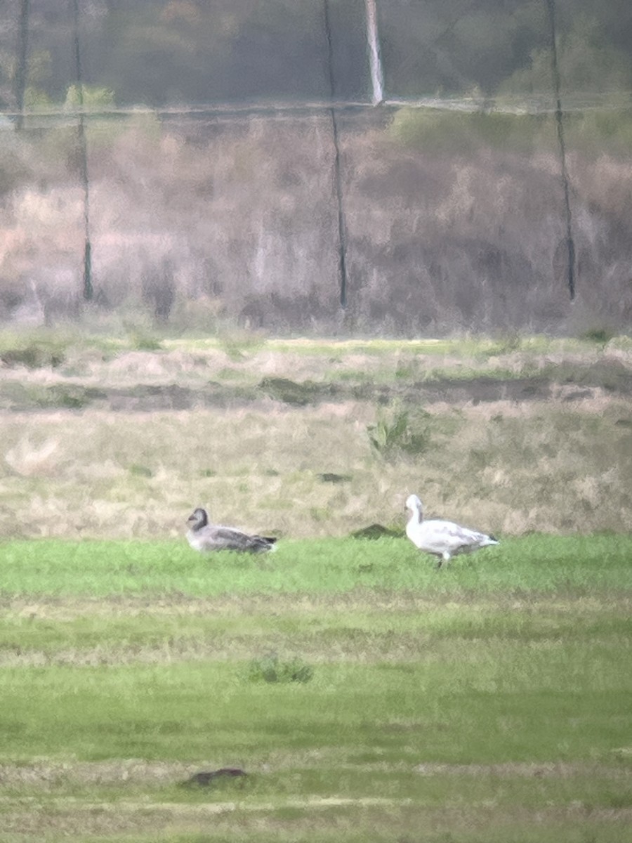 Snow Goose - ML646054213