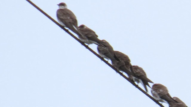 Brown-chested Martin - ML646054218