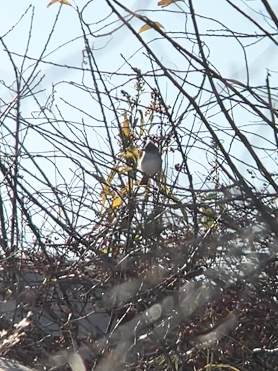 Ash-throated Flycatcher - ML646054223