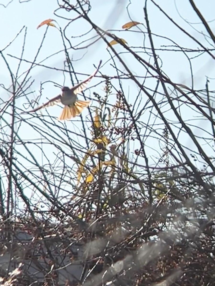 Ash-throated Flycatcher - ML646054224