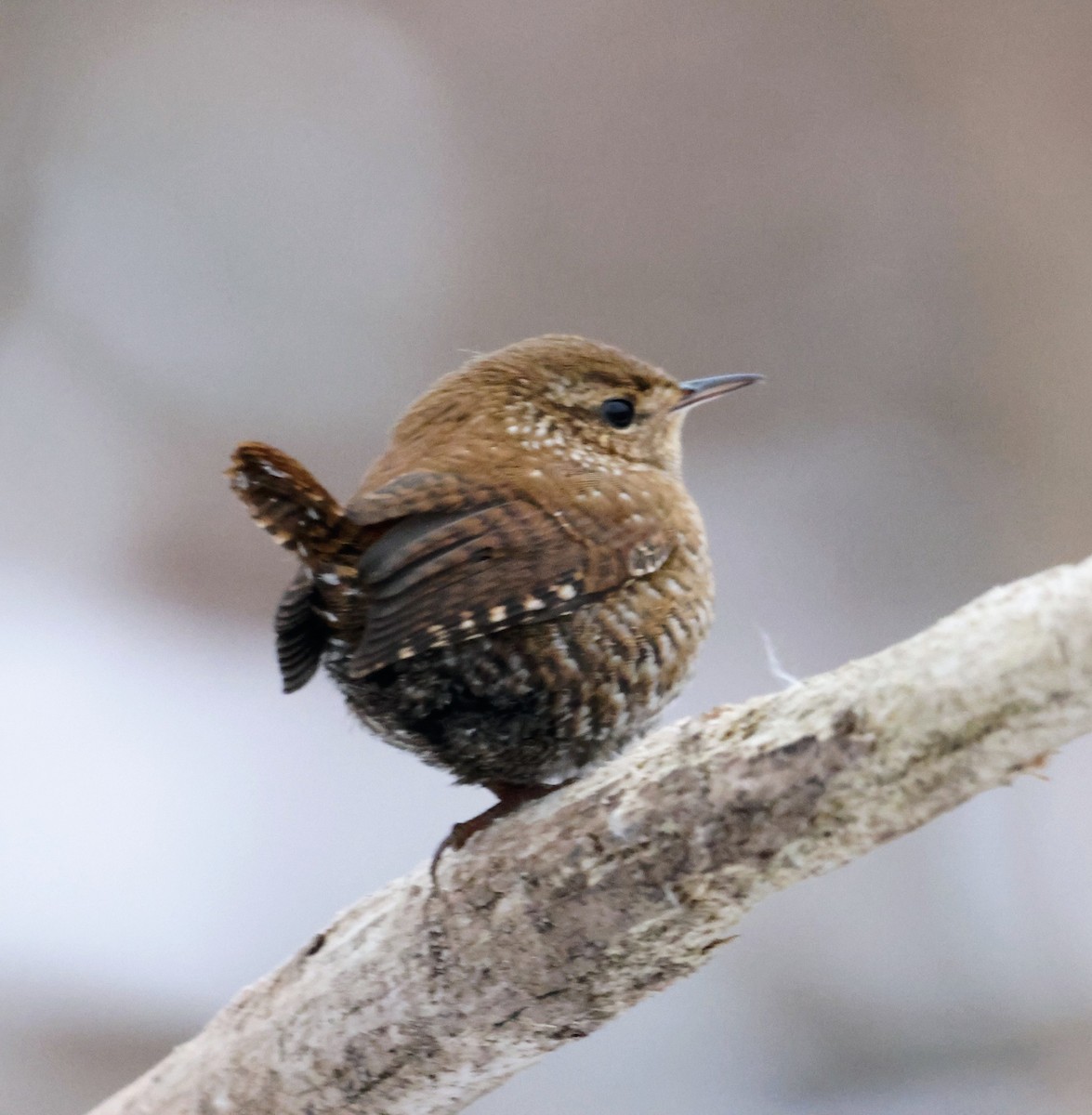 Winter Wren - ML646054225