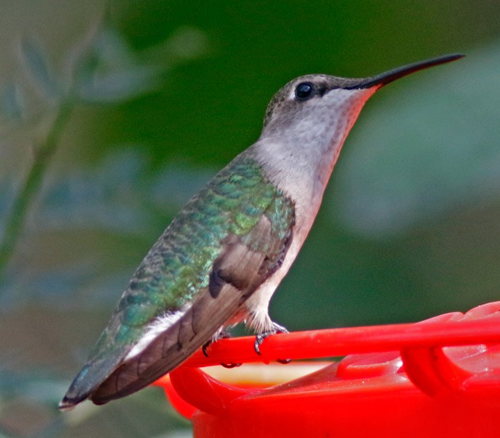 Black-chinned Hummingbird - ML646054226