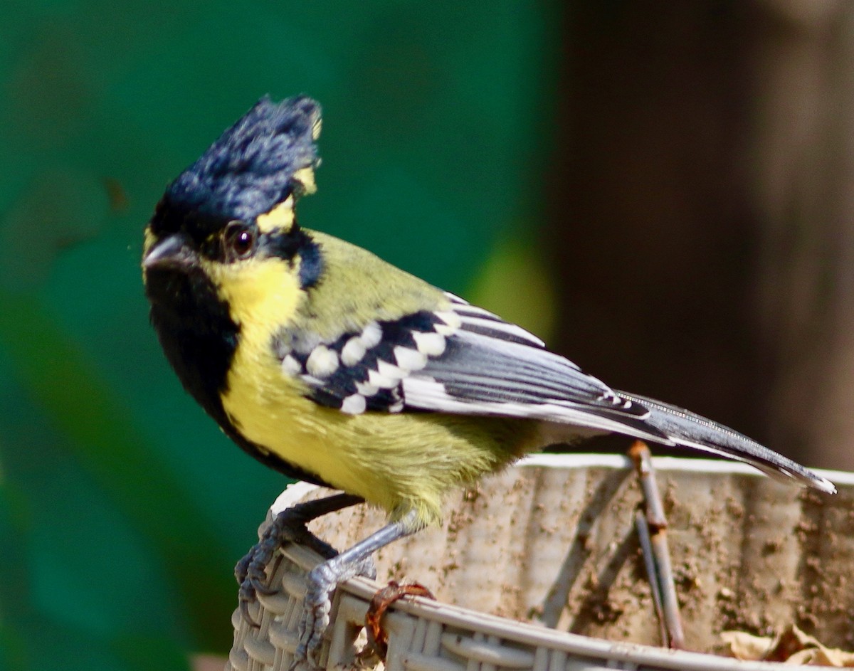 Indian Yellow Tit - ML646054229
