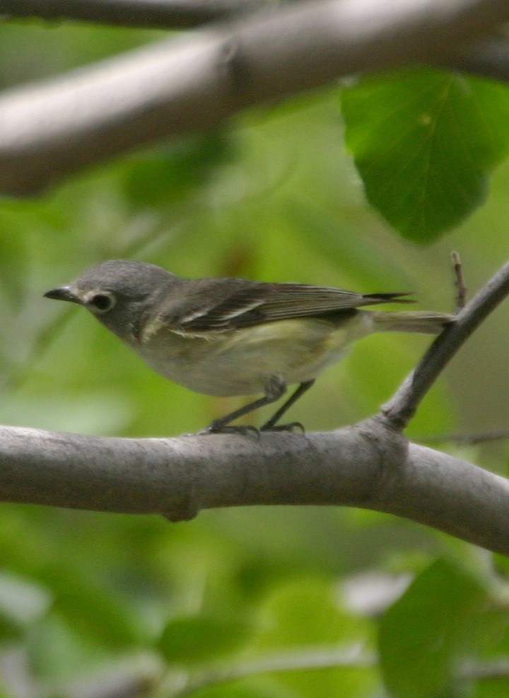 Cassin's Vireo - ML646054230