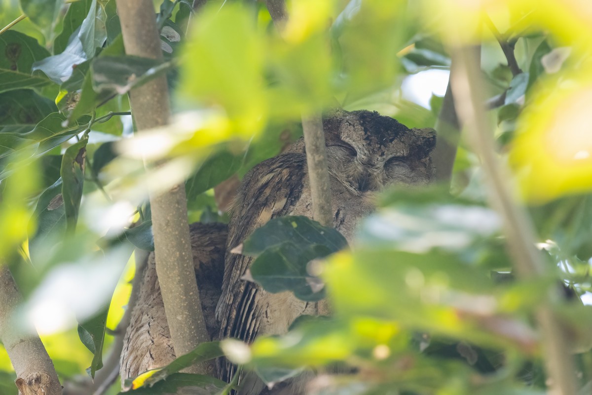 Indian Scops-Owl - ML646054236
