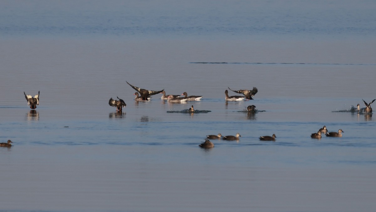 灰雁 - ML646054237