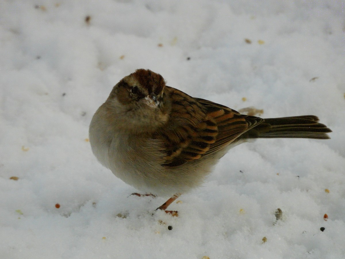 Chipping Sparrow - ML646054238