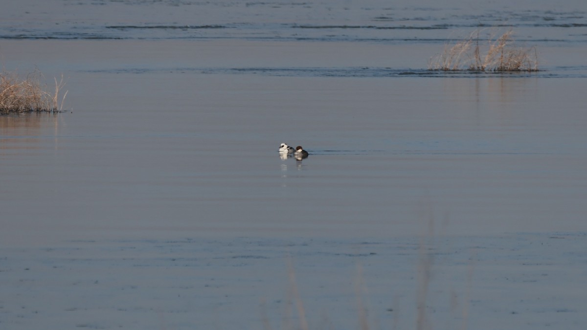 白秋沙 - ML646054243