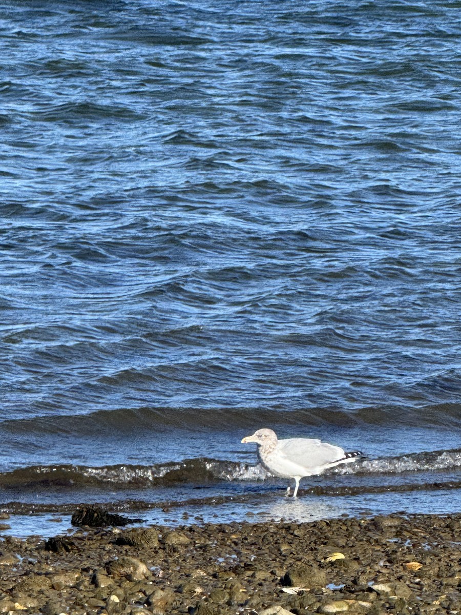 American Herring Gull - ML646054244