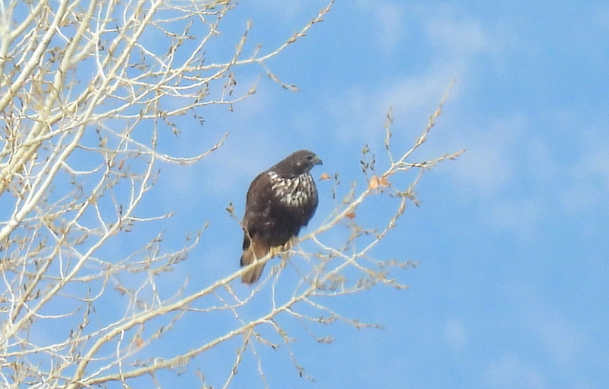 Red-tailed Hawk (Harlan's) - ML646054245
