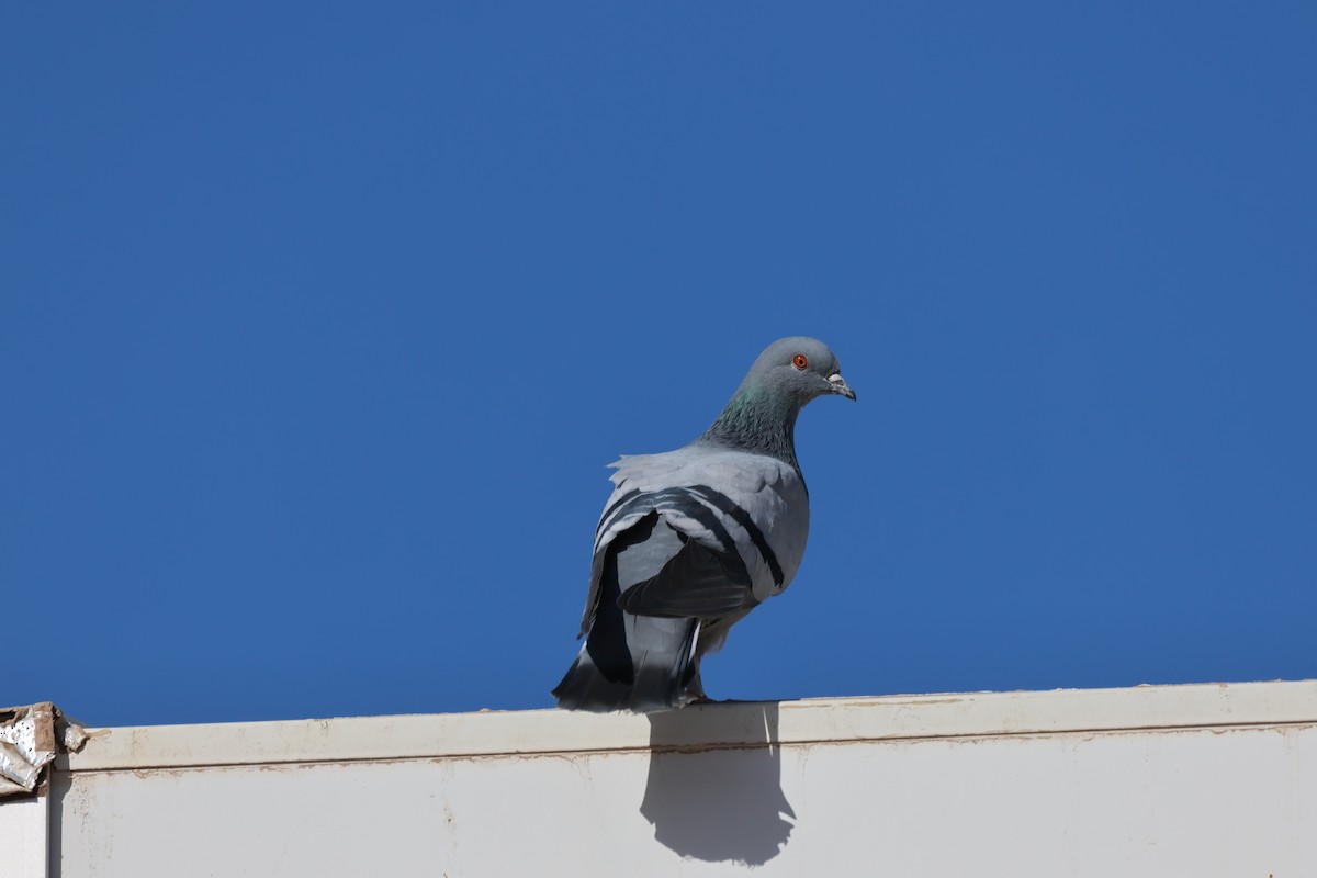 Rock Pigeon (Feral Pigeon) - ML646054247