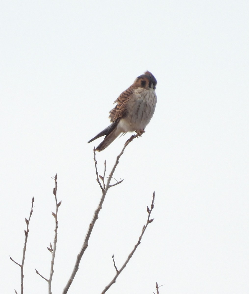 American Kestrel - ML646054248