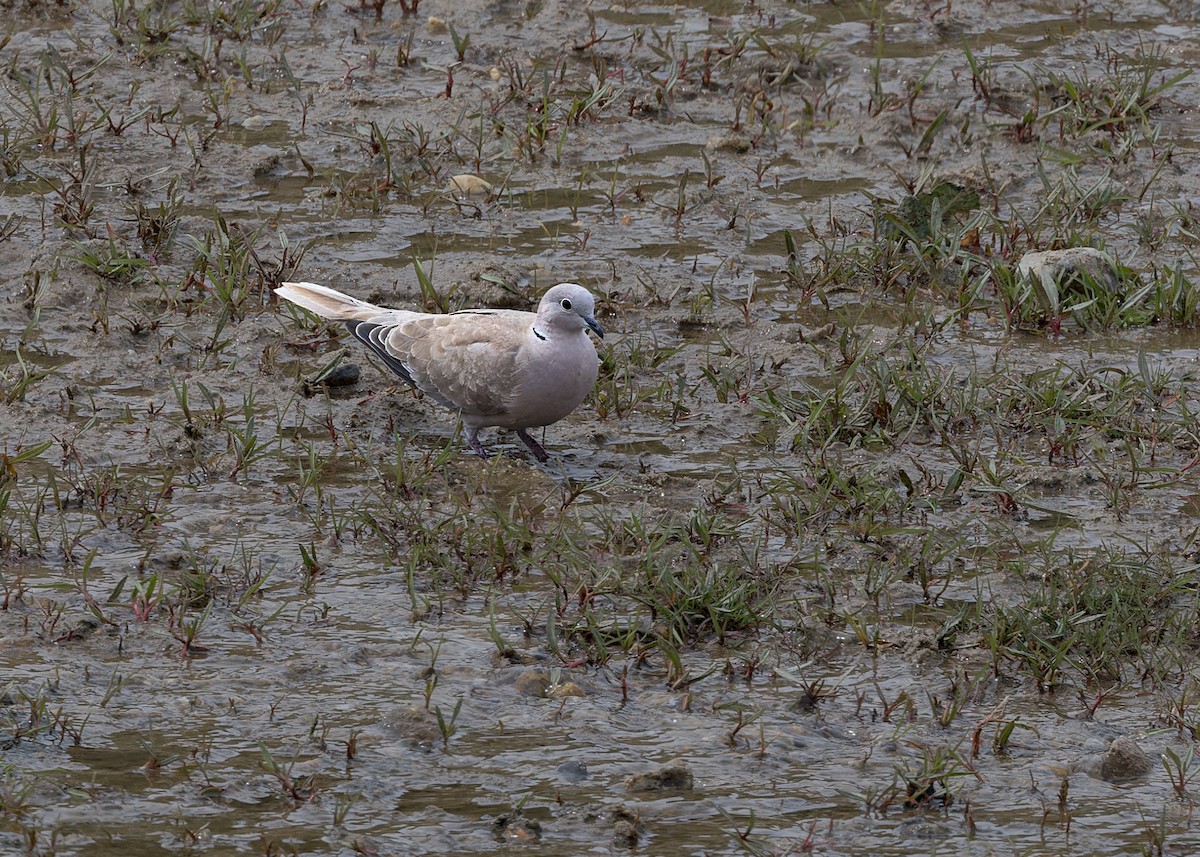 灰斑鳩 - ML646054250