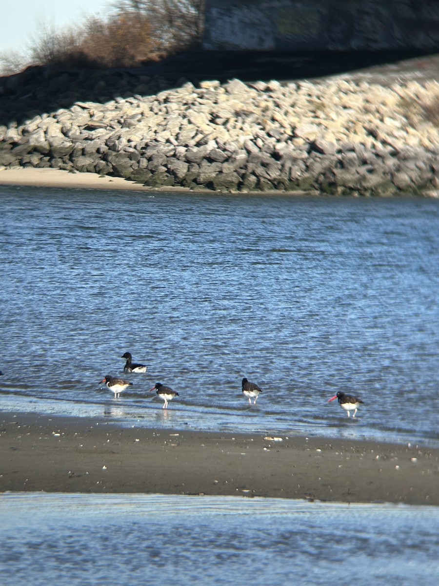 American Oystercatcher - ML646054251