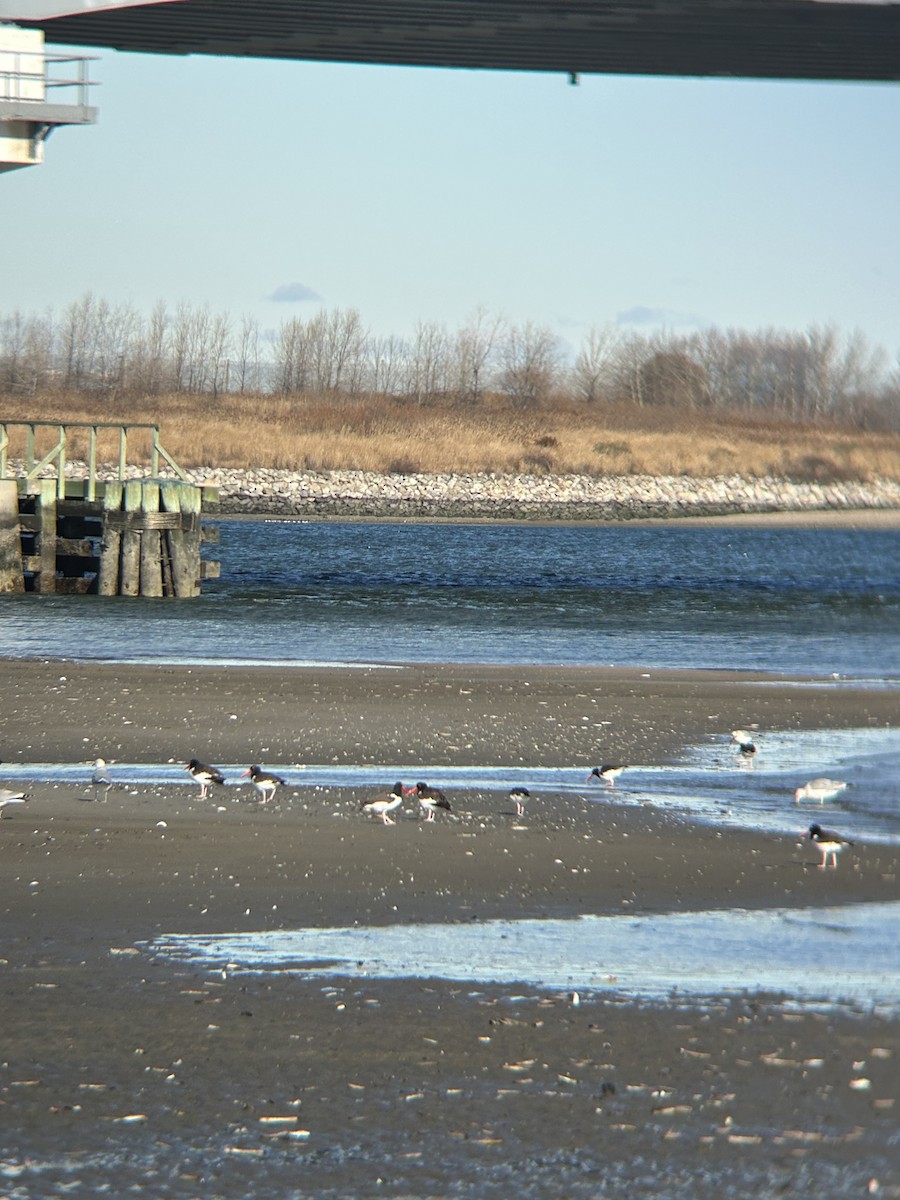 American Oystercatcher - ML646054252