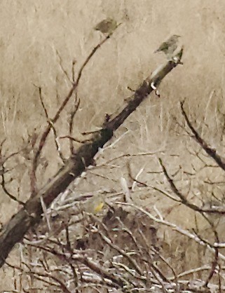 Western Meadowlark - ML646054253