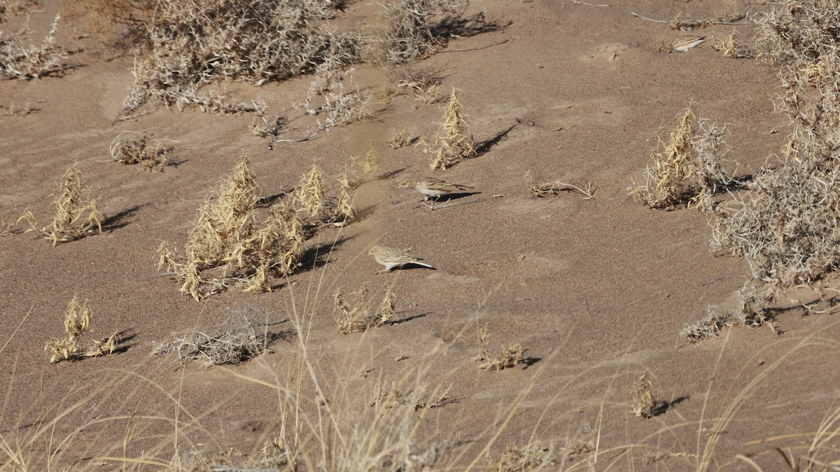 亞洲短趾百靈 - ML646054254