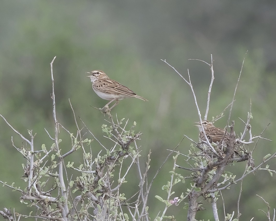 Fawn-colored Lark (Foxy) - ML646054255
