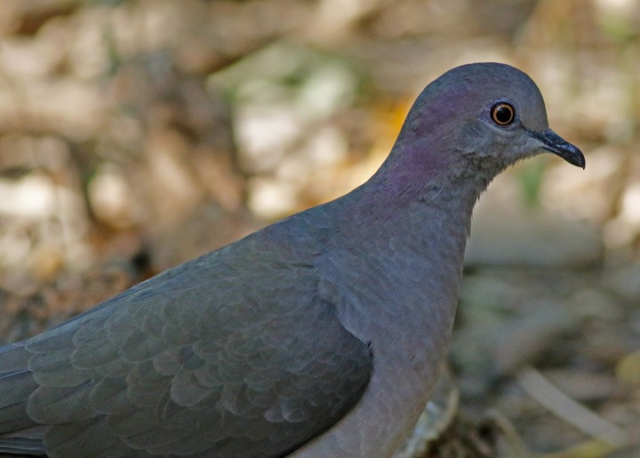 White-tipped Dove - ML646054256