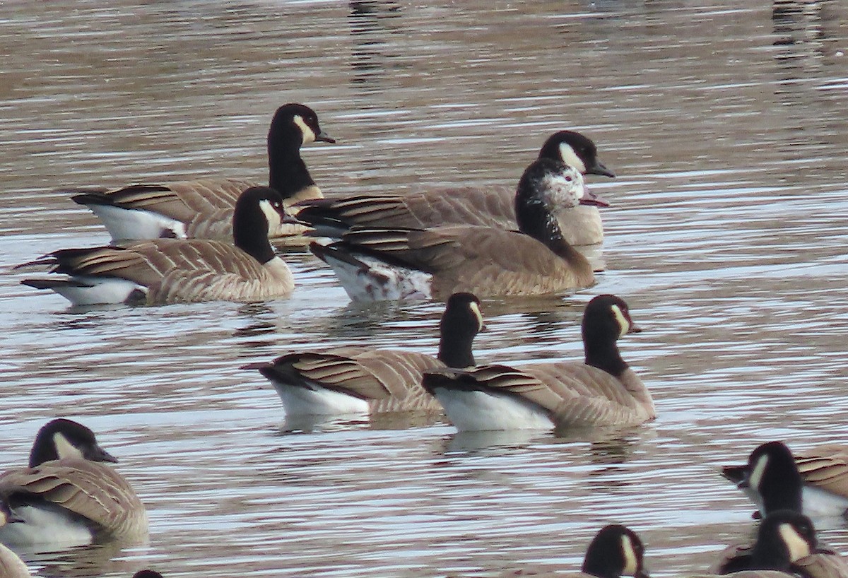 Greater White-fronted x Cackling/Canada Goose (hybrid) - ML646054257