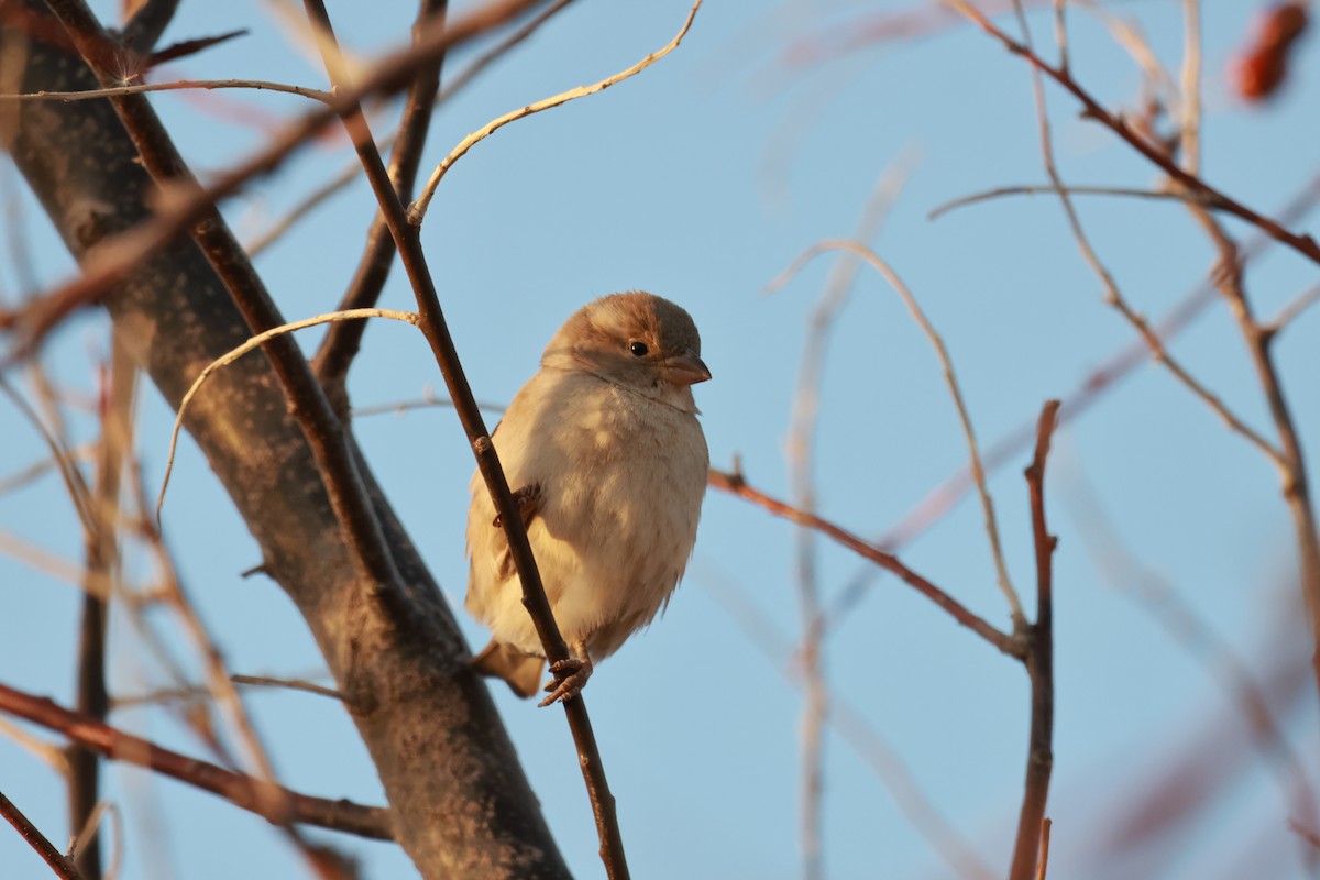 Gorrión Común - ML646054258
