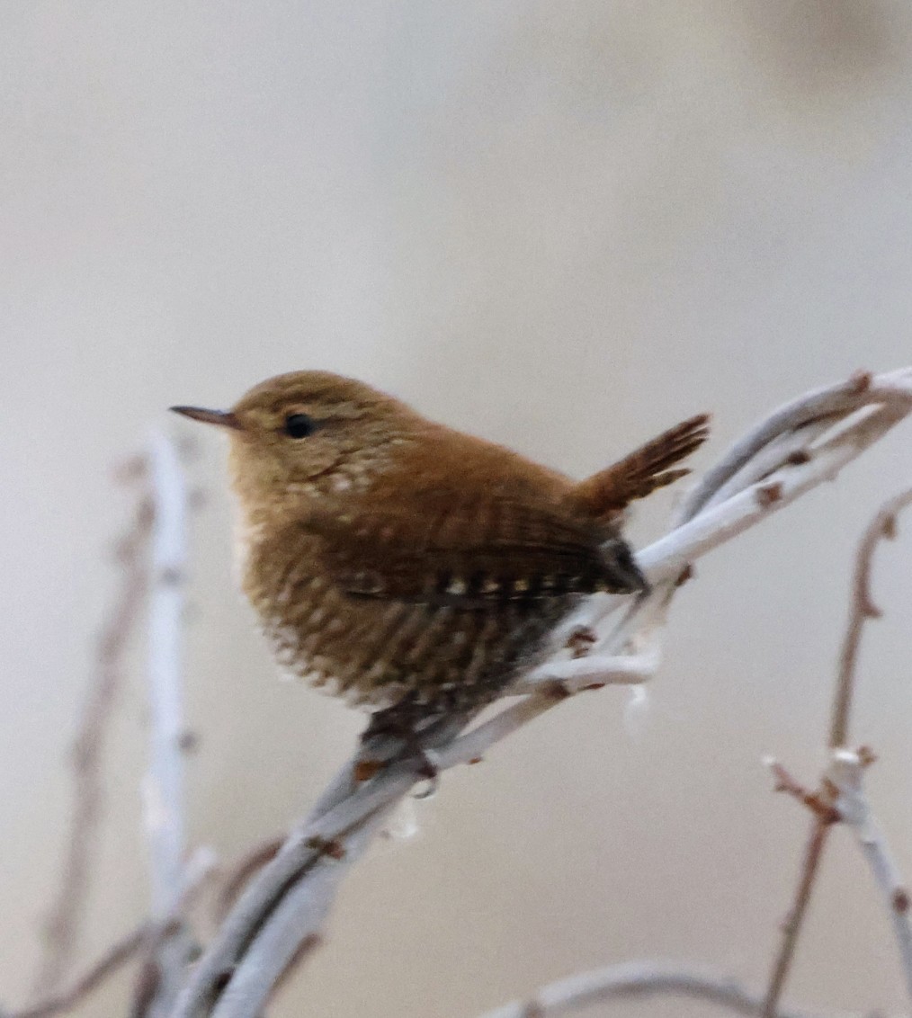 Winter Wren - ML646054261